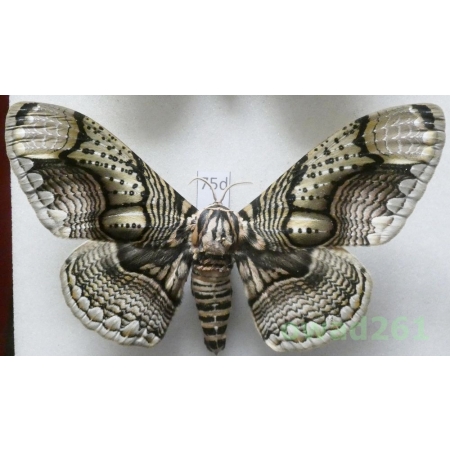 Brahmaea hearseyi White, 1862 male ex. ovo China 119mm75d